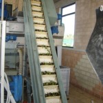 オリーヴの収穫と加工7