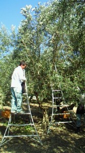 オリーヴの収穫と加工2